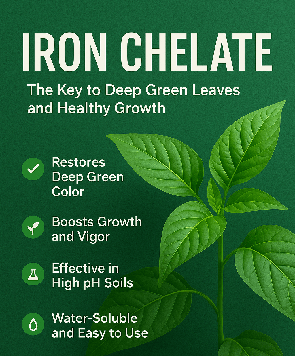 Boost plant health with Iron Chelate