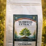 Kelp Seaweed GreenPick