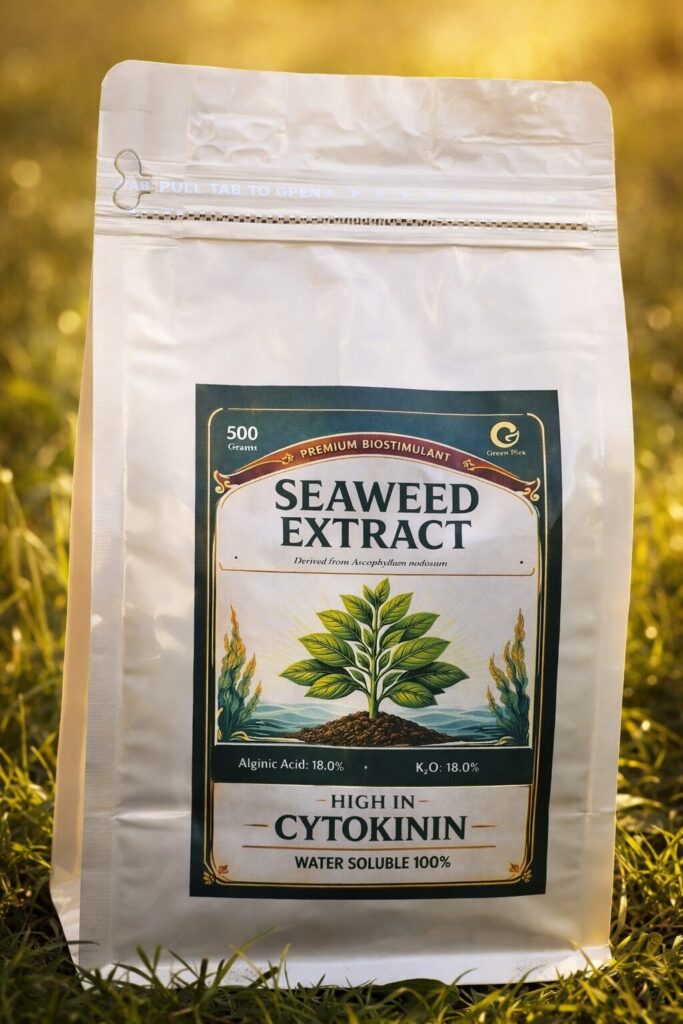 Kelp Seaweed GreenPick