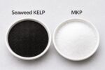 MKP + Kelp Seaweed Extract — Dual Pack (2 × 500g) - Image 2